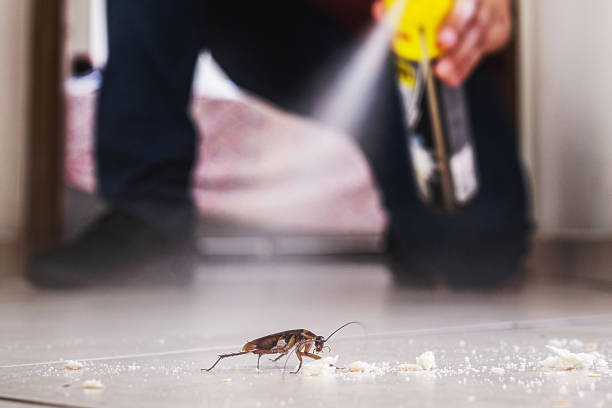 Best Mosquito Control Services  in George Mason, VA